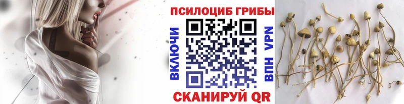 Галлюциногенные грибы Psilocybine cubensis Щучье
