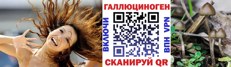 Купить где  Щучье  Галлюциногенные грибы MAGIC MUSHROOMS 